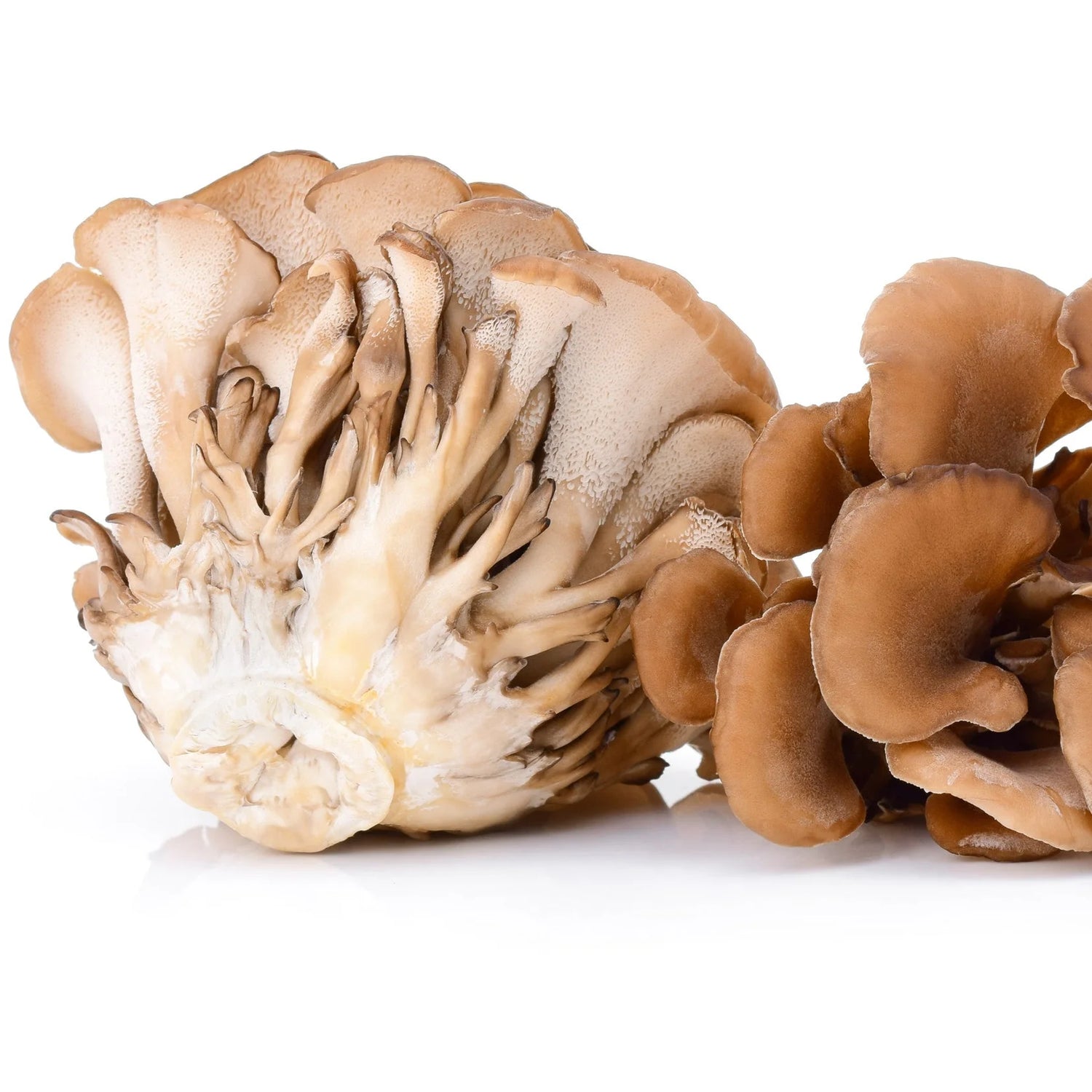 Maitake