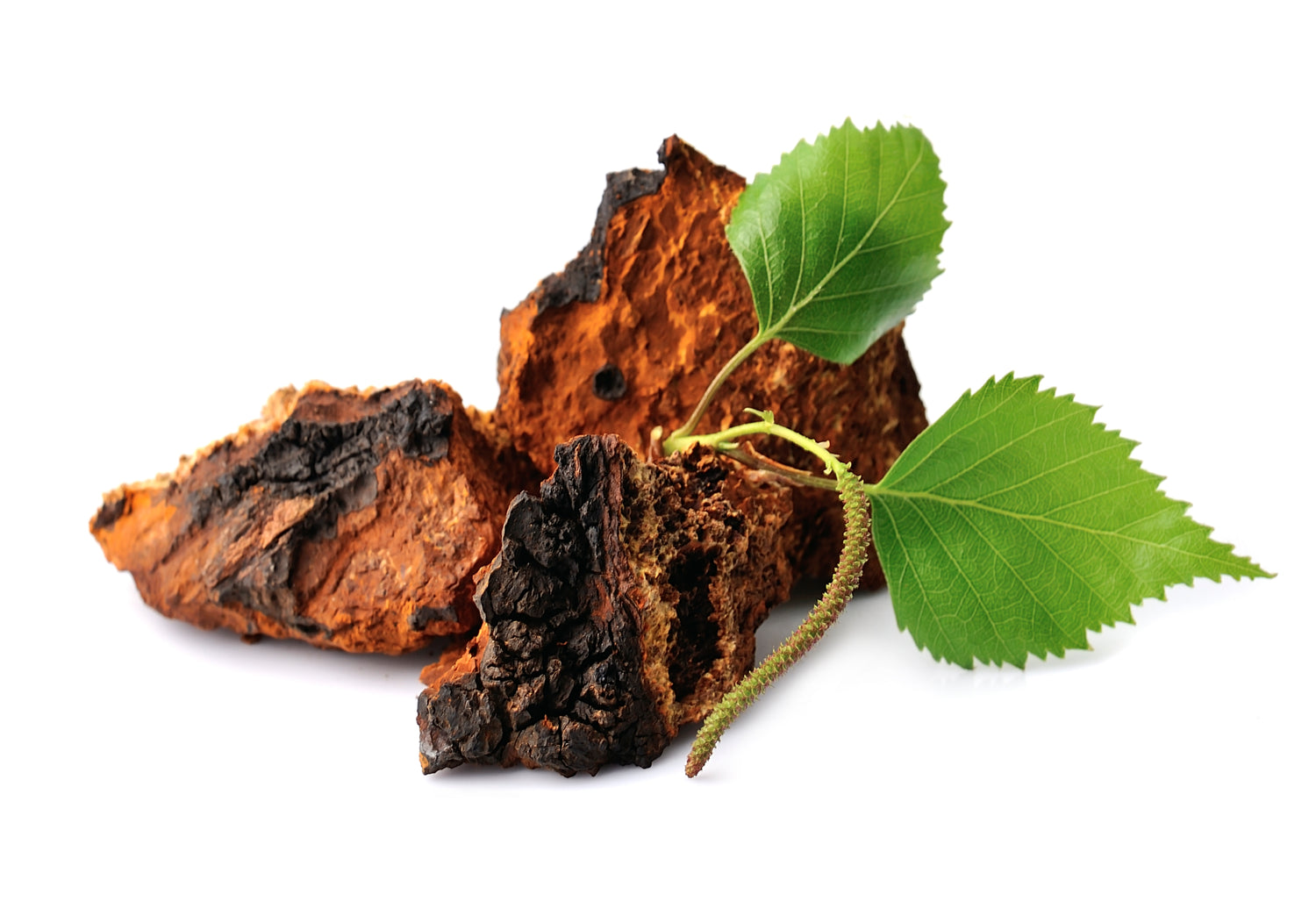 Chaga