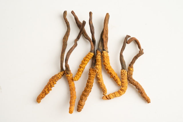 Cordyceps