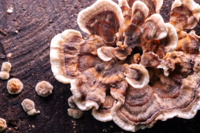Turkey Tail,