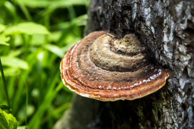 Reishi