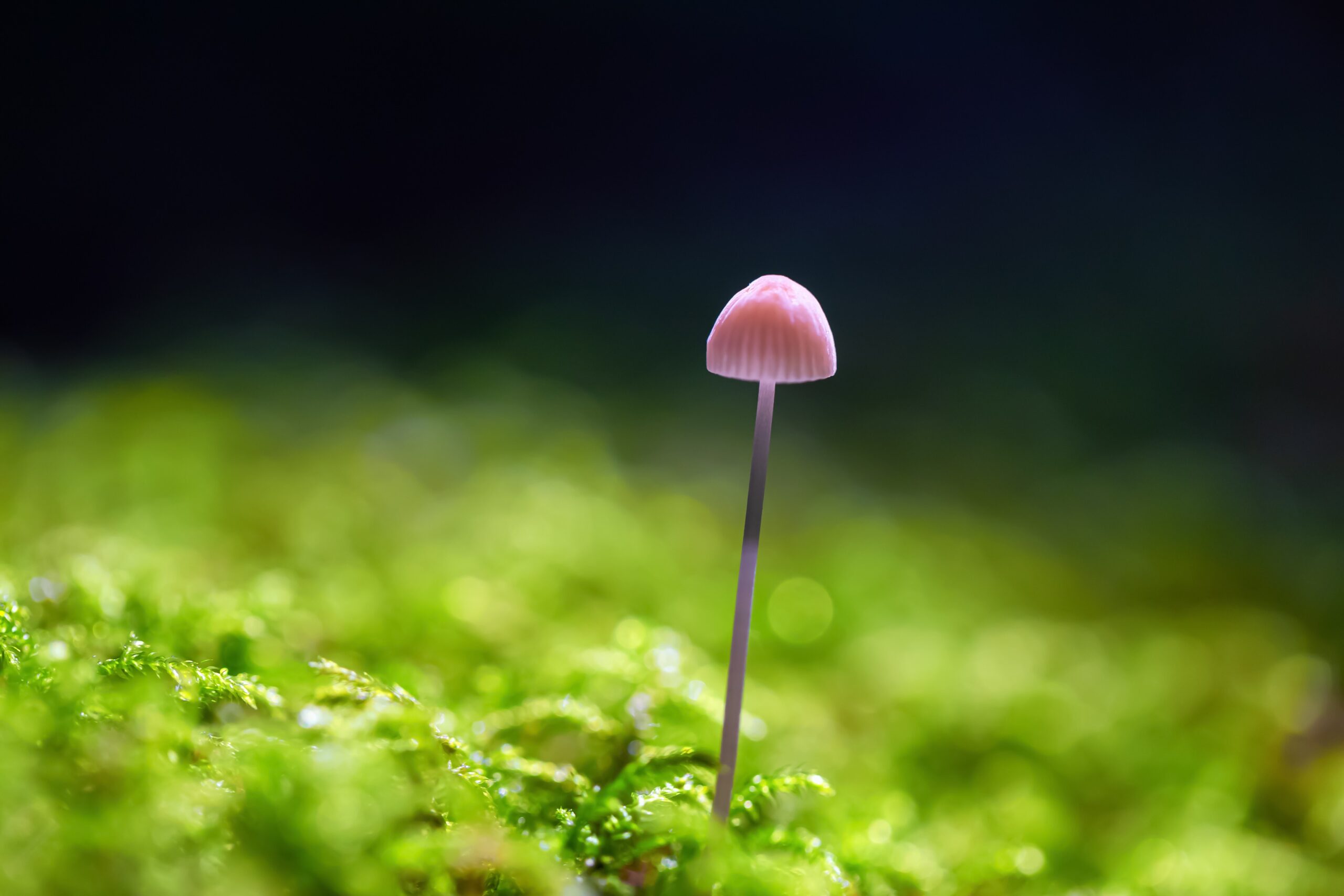 Close up image of a mushroom on the tree during fall season. Taken in Squamish, British Columbia, Canada.