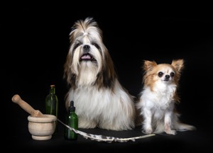 shih tzu and chihuahua in front of black background