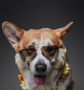 Stylish, crazy photo of welsh corgi dog smiling, posing and wearing sunglasses with flowers in studio on gray background.