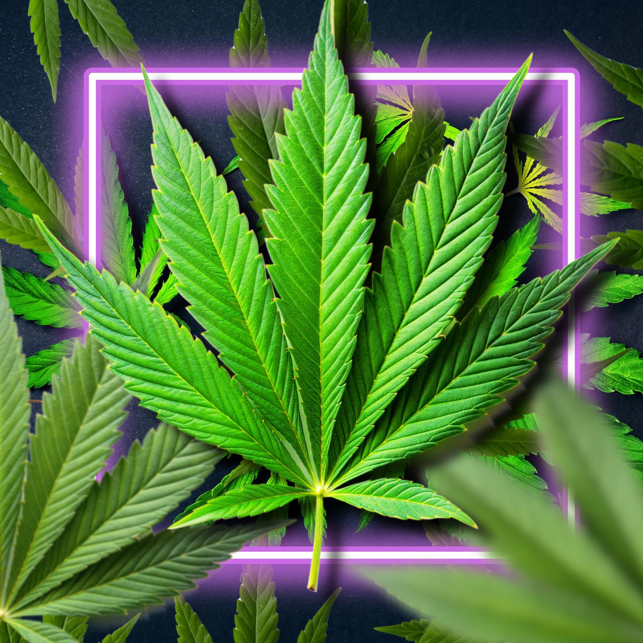 CBD